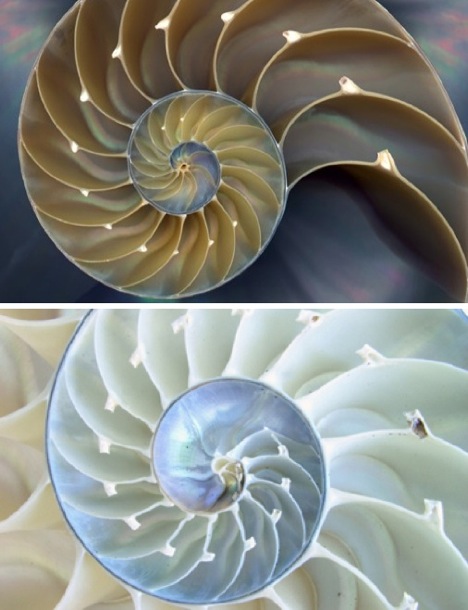 fractal-nautilus-shell