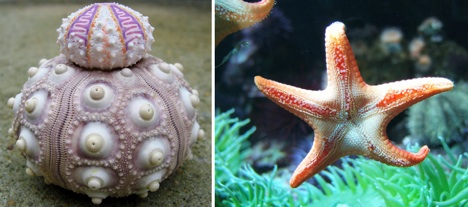 sea-star-and-sea-urchin-fractal