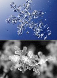 17 Captivating Fractals Found In Nature WebEcoist