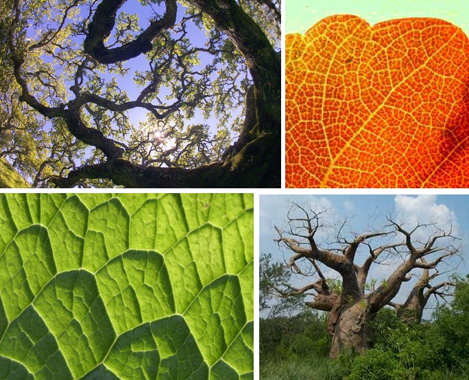tree-leaf-fractals