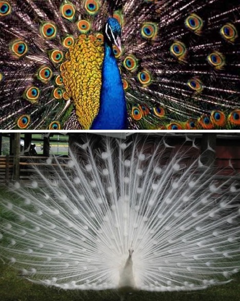 white-and-blue-peacock