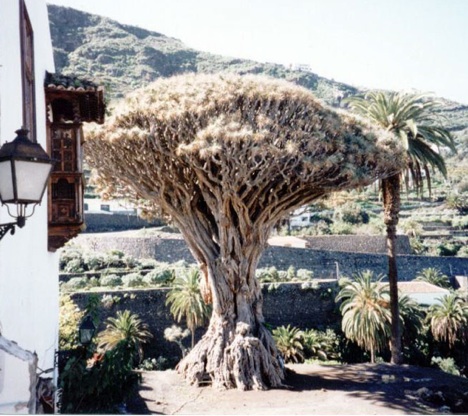 dragon-tree