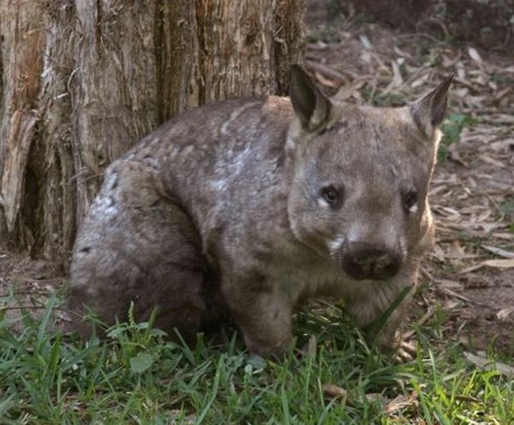 hairy-nosed-wombat