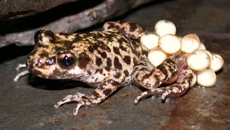 mallorcan-midwife-toad