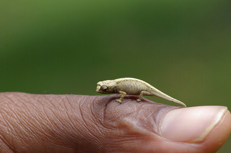 brookesia-chameleon