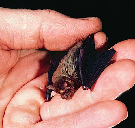 kittis-hognose-bat
