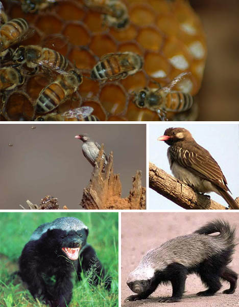 honeyguide-ratel-bees-symbiosis
