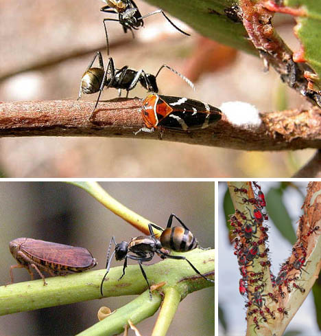 leafhopper-and-meat-ant-symbiosis