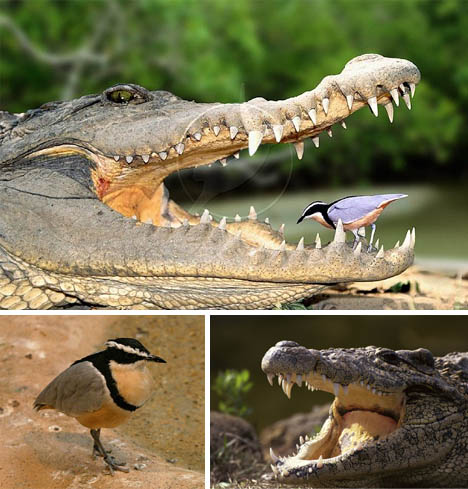 plover-crocodile-symbiosis