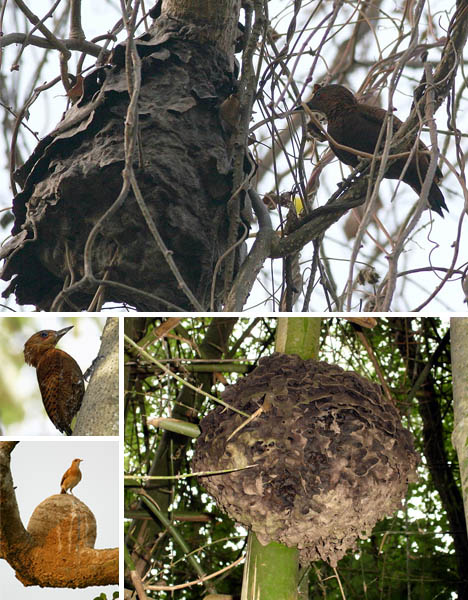 roufus-woodpecker-black-tree-ant-symbiosis