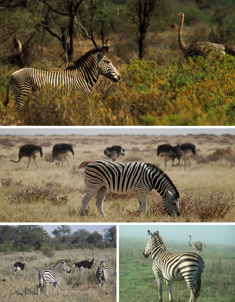 zebra-ostrich-symbiosis