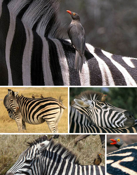zebra-oxpecker-symbiosis