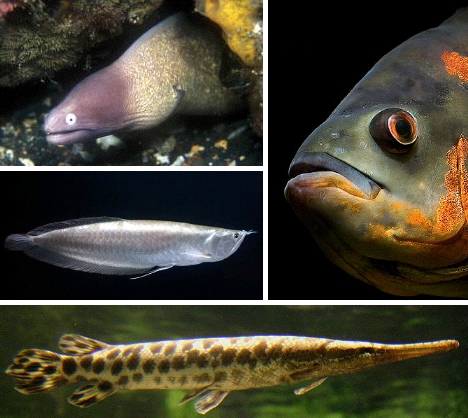 awesome freshwater fish