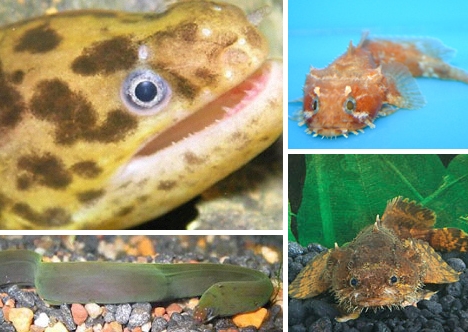 Funny Rare Animals | Exotic Aquarium Fish Gifts | Lionfish Pin