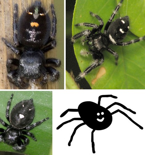 8 Smiling Spiders That Make You Feel Warm and Fuzzy