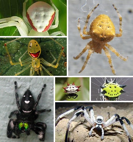 8 Smiling Spiders That Make You Feel Warm and Fuzzy