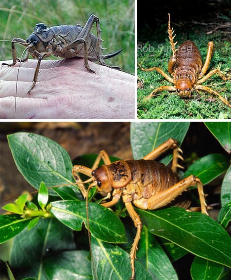 Buzz Killers: 10 Of The World’s Biggest, Baddest Bugs
