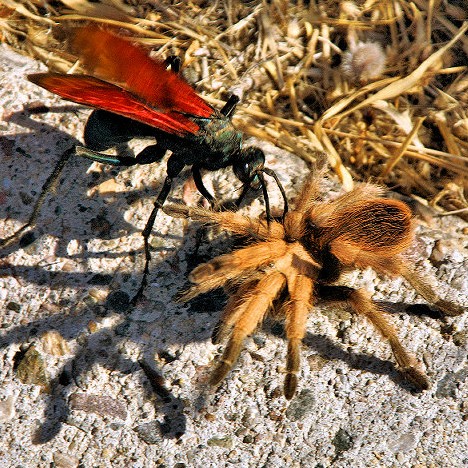 Buzz Killers: 10 Of The World's Biggest, Baddest Bugs - WebEcoist