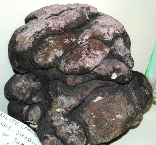 Coprolites: A Few Words On Prehistoric Turds