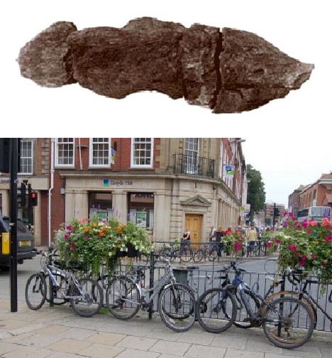 Coprolites: A Few Words On Prehistoric Turds