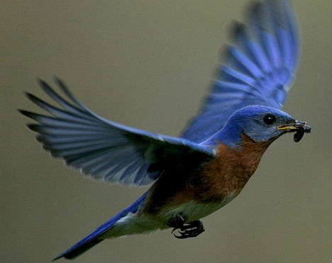 animal-biomimicry-bluebird-feather-color