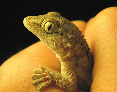 animal-biomimicry-gecko-eyes