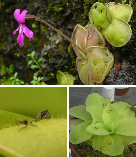 7-carnivorous-wonders-butterwort-flypaper-plant