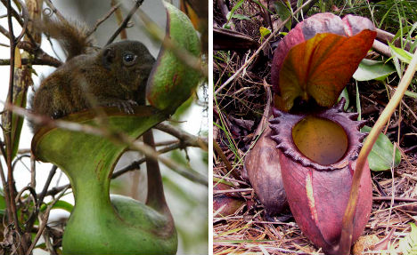 7-carnivorous-wonders-giant-montane-pitcher-plant
