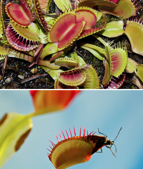 7-carnivorous-wonders-venus-flytrap