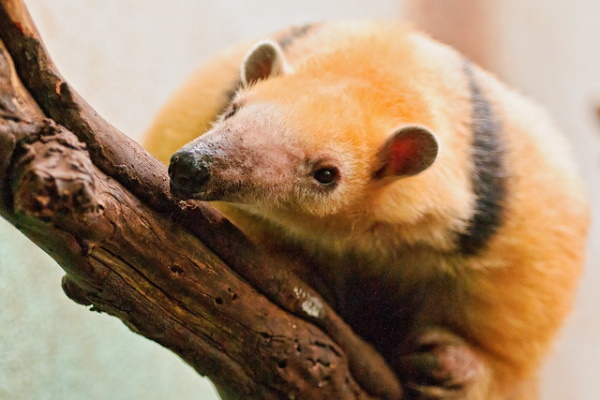 Hot Licks: The World’s 10 Most Amazing Anteaters