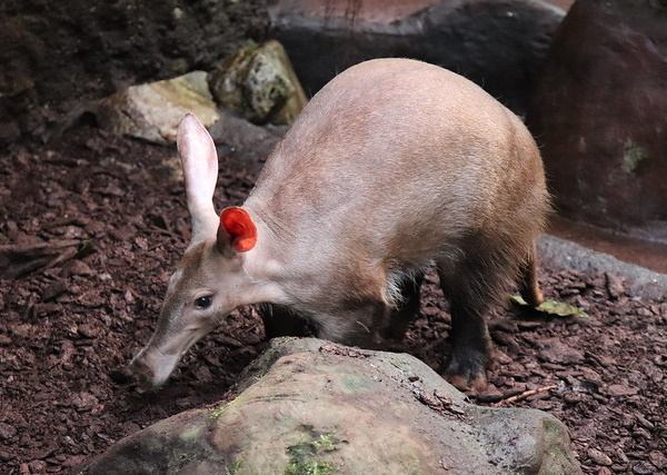 Hot Licks: The World’s 10 Most Amazing Anteaters