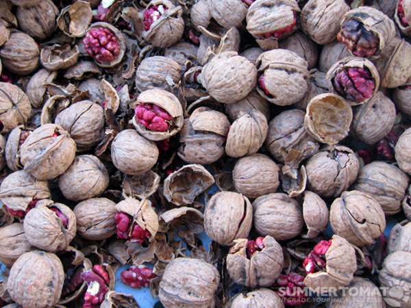 Crunch Time: The World’s 9 Most Unusual Nuts