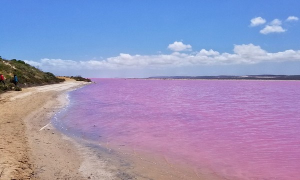 Just Peachy: Australia’s Pretty Pink Hutt Lagoon