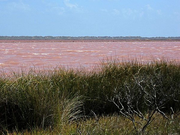 Just Peachy: Australia’s Pretty Pink Hutt Lagoon