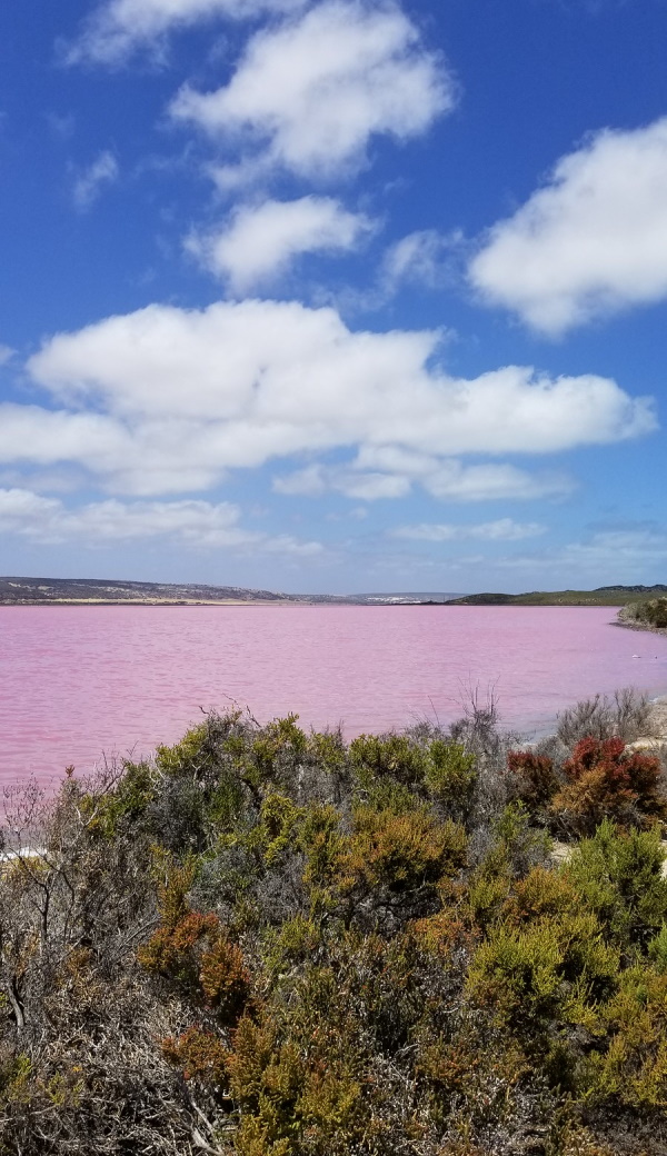 Just Peachy: Australia’s Pretty Pink Hutt Lagoon