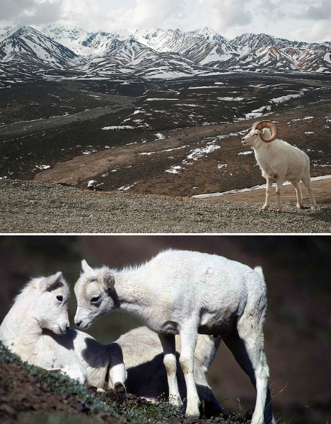 arctic-animals-dall-sheep-1