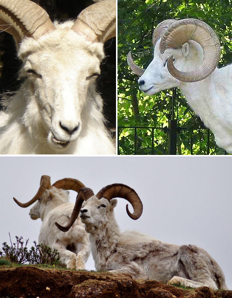 arctic-animals-dall-sheep-2