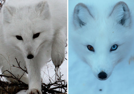 arctic-animals-fox-2