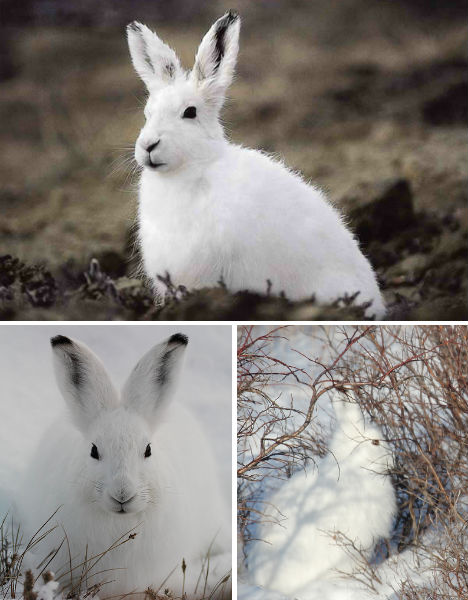 arctic-animals-hare