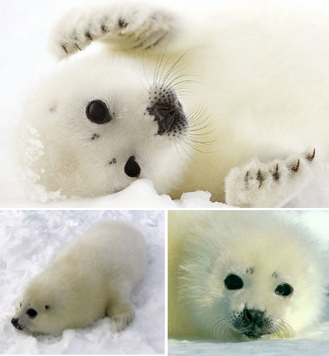 arctic-animals-harp-seal