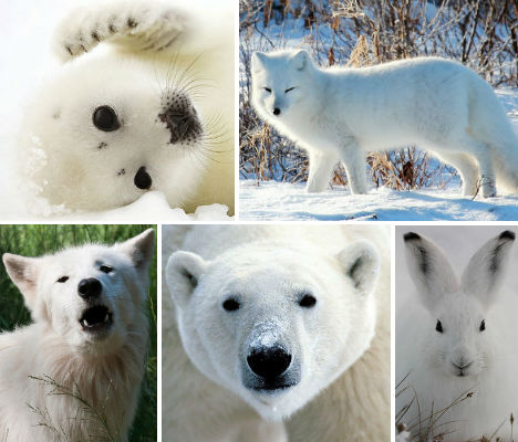 arctic-animals-main