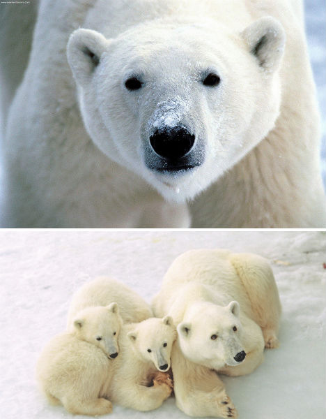 arctic-animals-polar-bears-1