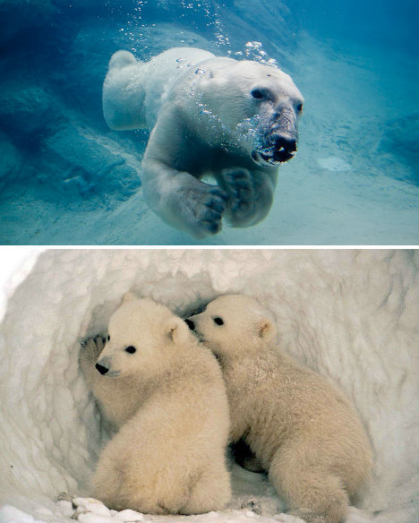 arctic-animals-polar-bears-2