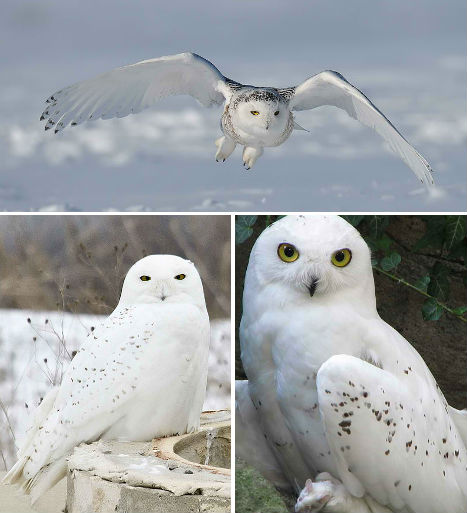 arctic-animals-snowy-owl-1