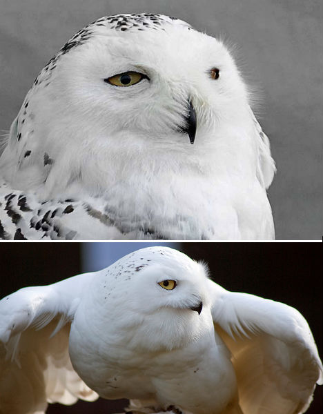 arctic-animals-snowy-owl-2