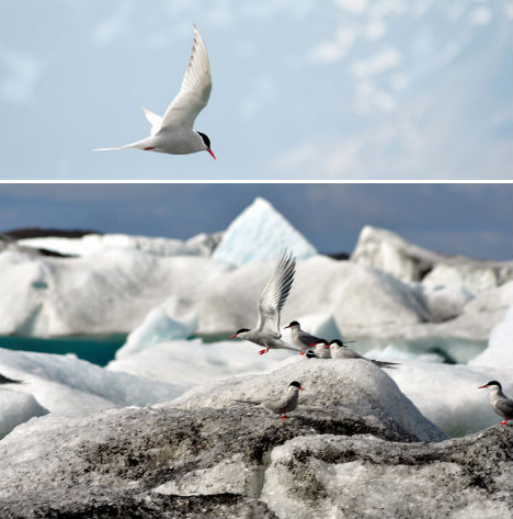 arctic-animals-tern-1