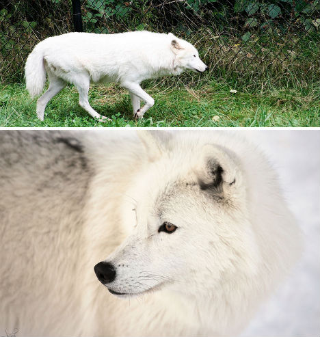 arctic-animals-wolf-1