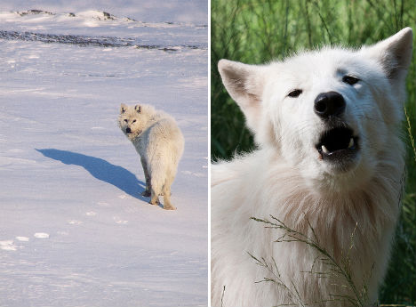 arctic-animals-wolf-2