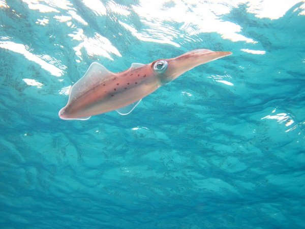 Armed & Fabulous: The World’s 8 Most Amazing Squids