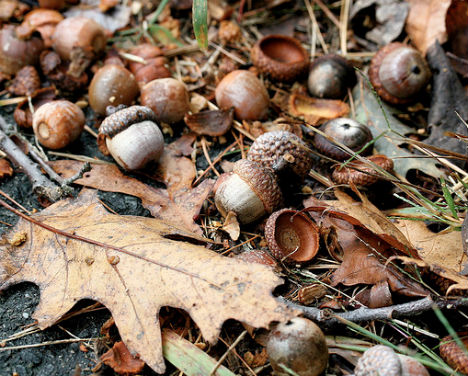 winter-signs-acorns